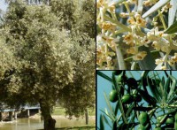 /album/danimayosinfojardin2/oleaeuropaea-jpg1/